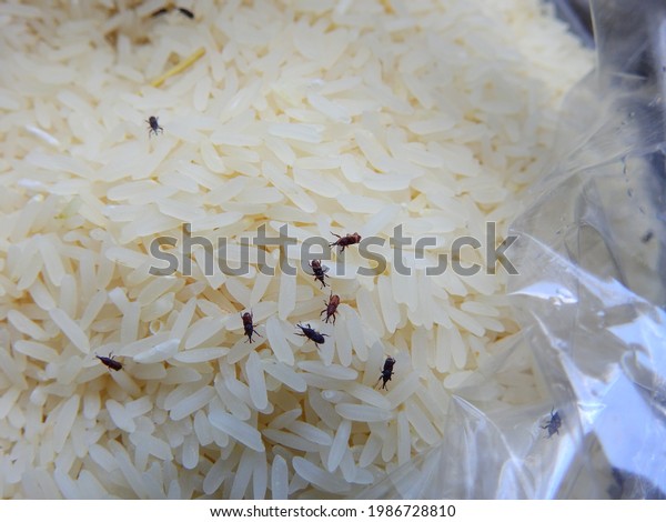 Some of the snout beetles are eating rice in\
plastic bags.