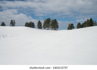 Some Snowy Trees In Winter In Sila, Calabria, Southern Italy