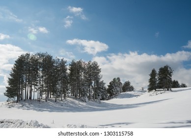 Some Snowy Trees In Winter In Sila, Calabria, Southern Italy