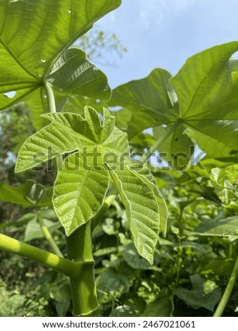 Some of the sources found through green leaves such as vegetables are, ranging from being rich in vitamins, minerals, calcium, protein, iron, fiber, folic acid, antioxidants, and other nutrients.