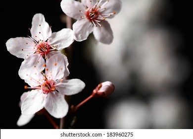 黒い背景に木の枝に春の花がいくつかある。の写真素材