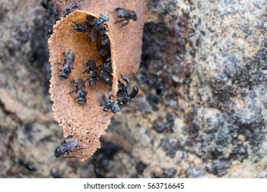 Some stingless bee are on guard at the entrance in order to maintain the safety of the colony (selective focus)