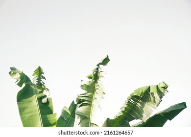 some torn banana leaves on a white background - Shutterstock ID 2161264657