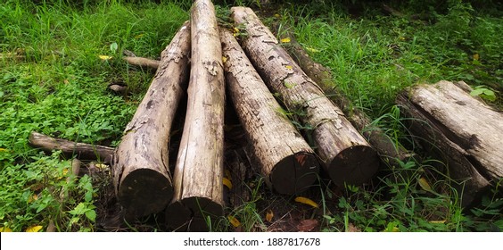 Some tree trunks that have been cut down