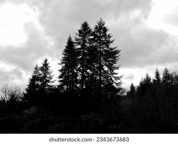 Some trees in a cloudy sky