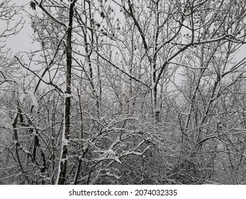 Some trees covered with snow.