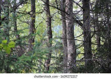 some trees in the forest