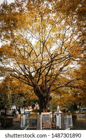 Some trees at the park
