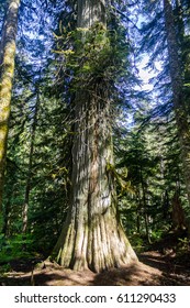 Some trees are small while others are massive
