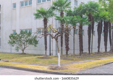 some trees standing in the grass 