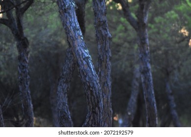 
Some trunks in the middle of the forest