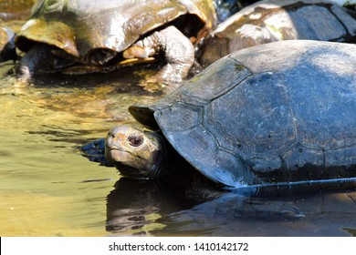 Some Turtles in the pool