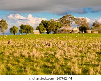 Some Very Nervous Sheep On A Farm In Victoria Australia