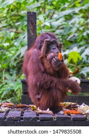 some view of Orang Utan and its surrounding at Sepilok Orangutan Rehabilitation Centre (Sandakan, Sabah, Malaysia). Open for public.