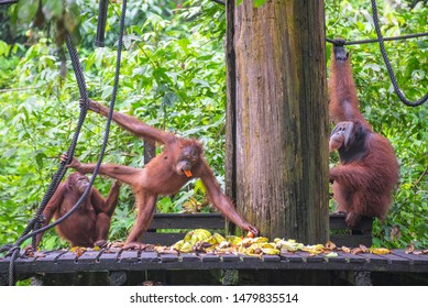 some view of Orang Utan and its surrounding at Sepilok Orangutan Rehabilitation Centre (Sandakan, Sabah, Malaysia). Open for public.