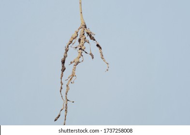 Some Virus Or Bacteria Infect In Root Tissue And Make A Nodule In Root Plants.