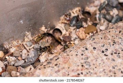 Some wasps at the entrance of their nest in the ground. Wasps crawl on the ground. The entrance to their nest is between stones. Insects in nature. 