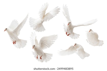 some white doves flying on white background