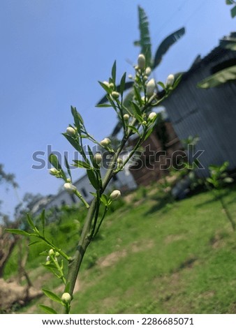 Some white flower buds are seen in a tree in the garden. This is the Malta flower bud.