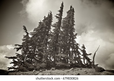 Some whitebark pine trees on the top of a mountain