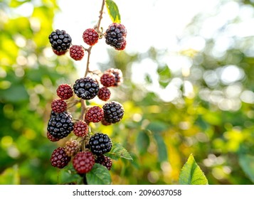 Some Wild Blackberries Sway In The Wind In A Hedge