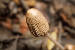 Some Wild Brown Mushroom Cap On Blurry Forest Background. Soft Focused Macro Shot
