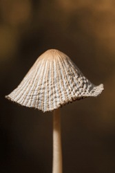 Some Wild Brown Mushroom Cap On Blurry Forest Background. Soft Focused Macro Shot