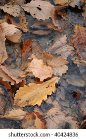 some withered leafs laying in the pool