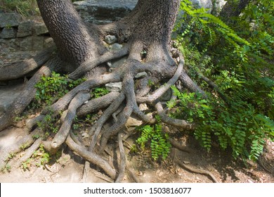 Some wooden roots intertwined in natural braid