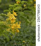 some yellow flowers on a green tree, in the style of nikon d850, western zhou dynasty, goa-insprired motifs, 32k uhd, rollei prego 90, shang dynasty, kimoicore