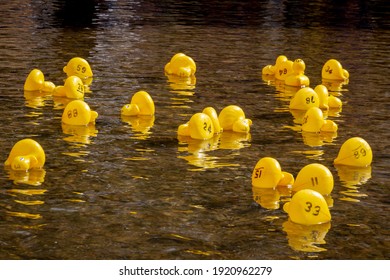 Some Yellow Rubber Ducks With Numbers Floating On A River