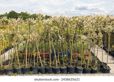 Some of the young trees with thin trunks and delicate foliage are neatly arranged in black plastic pots in the center of the garden. White flowers or seed heads can be seen on some trees.