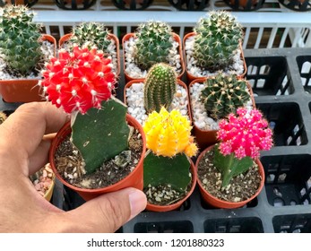 Somebody Chose One Of Red Cactus Flower From Tree Shop