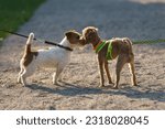 Somebody walking dog. Two cute happy dogs - Poodle and Jack Russell Terrier. Beautiful lovely pet. They get to know each other and want to play. Lifestyle concept. Low angle view. Animals theme