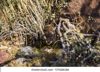 Somebody's Watching Me/Mountain Lion At Arizona Desert Museum