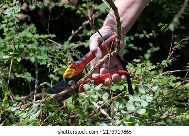 Someone Cuts A Lignified Branch Of A Shrub With Loppers. Garden Maintenance, Pruning