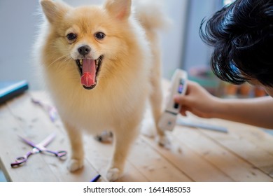 Someone Grooming Or Cut A Dog Hair A Pomeranian Or Small Dog Breed With A Hair Clippers And It Sticks Out Its Tongue