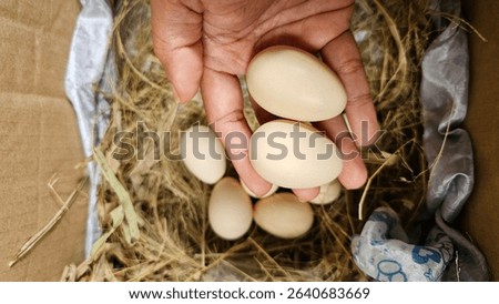 Someone hand is taking two chicken eggs from its nest.