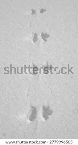 Someone was here: small creature tracks on undisturbed snow