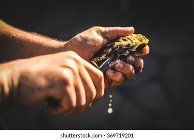 Someone shucking an oyster as water drips out of it. The oyster opening is in focus and the persons hands and background are out of focus. 