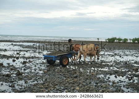 someone transports pebbles in an ox-drawn cart on the beach