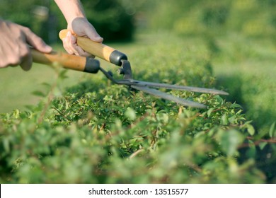 Someone Trimming Bushes With  Garden Scissors