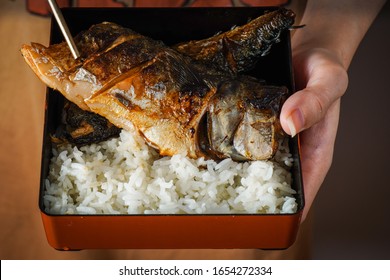 Someone Use One Hand To Holding A Square Bento Box That Contains A Grilled Saba Or Mackerel Fish Served With Cooked Rice And Other Hand Using Chopsticks To Pick A Fish