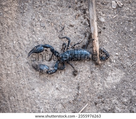 Someone using a wood branch for pushing tail of scary black scorpion for stop moving. Scorpions are a type of arachnid that are found on every continent around the world.