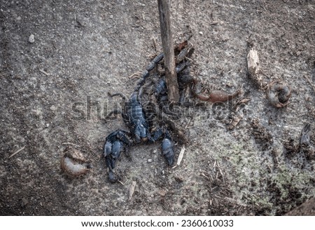 Someone using a wood branch for pushing tail of scary black scorpions for stop moving. Scorpions are a type of arachnid that are found on every continent around the world.