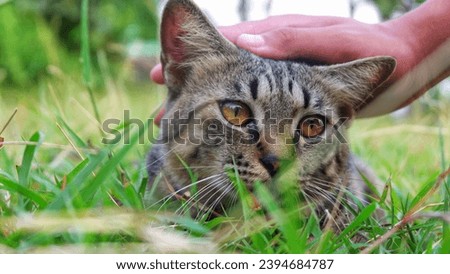 A someone's hand touches the soft fur of a cute kitten.