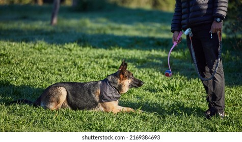 Someones Learning A Lot At Doggie Daycare. Shot Of An Adorable German Shepherd Being Trained By His Owner In The Park.