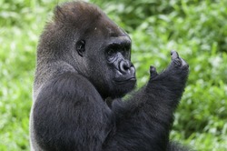 Something Was In His Hand (Silverback Lowland Gorilla)