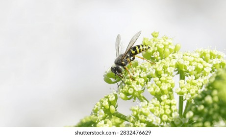 Something like a Hoverfly, Hover Fly or flower flies 