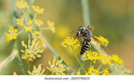 Something like a Hoverfly, Hover Fly or flower flies 